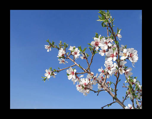 almond blossoms