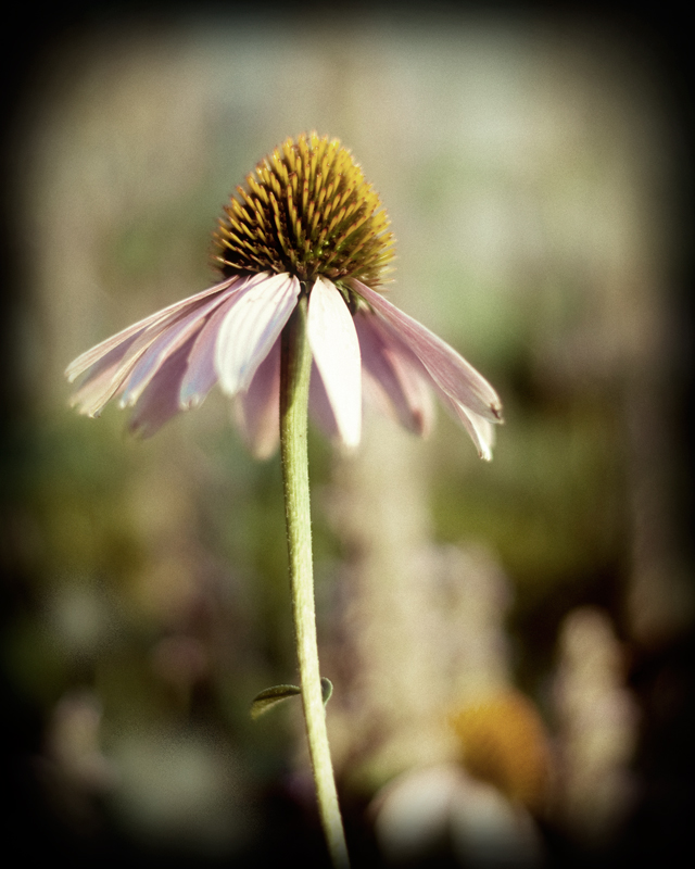 Lone Cone Flower