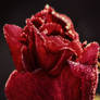 Dark Red Rose