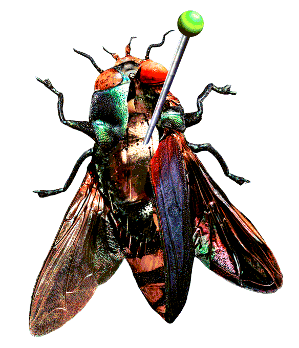 Gitgituk Insect bug1 by cryptgarden on DeviantArt