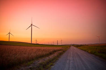 through the plantation of windmills