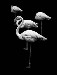 we flamingos by ateist-kleranty