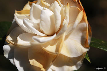 White Rose