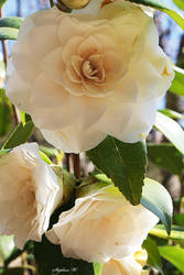 White Rose 3