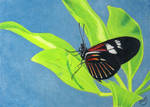 Black Butterfly by KW-Scott