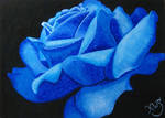 Blue Rose Card by KW-Scott