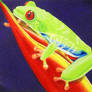 Colorful Red Eyed Tree Frog