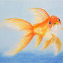 Goldfish