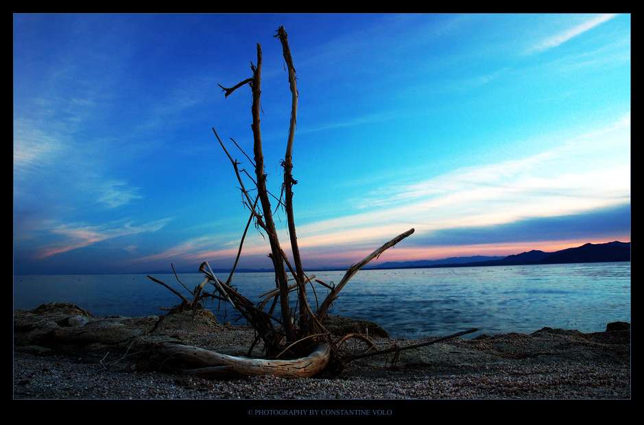 Driftwood