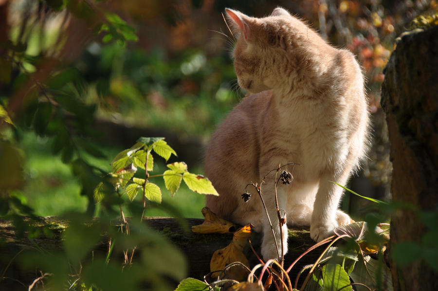 cat in autumn