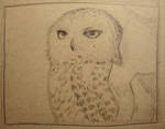 Snow Owl sketch by heatherkparks