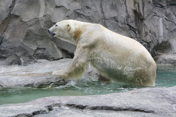 Mr Klondike on a Hot Day