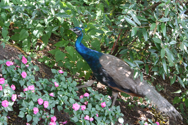 Feerless Peacock