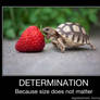 Determination