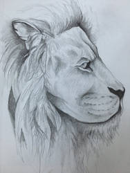 Practice drawing lion 