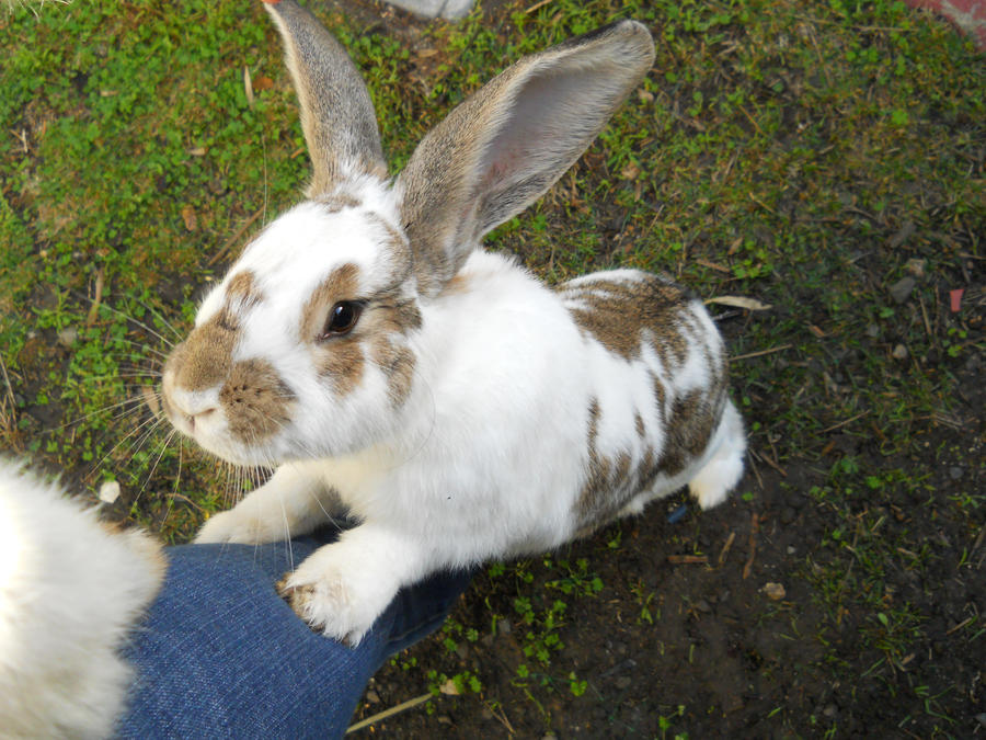 Bunny begging for food by monkeymirth on DeviantArt
