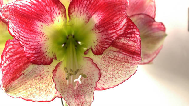 Amaryllis