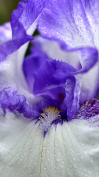 Bearded iris