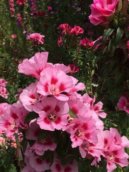 A garden full of Clarkia Amoena is a happy garden