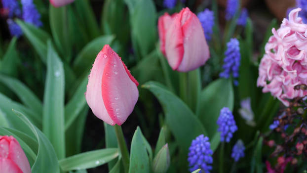 Spring comes gently on a cold morning