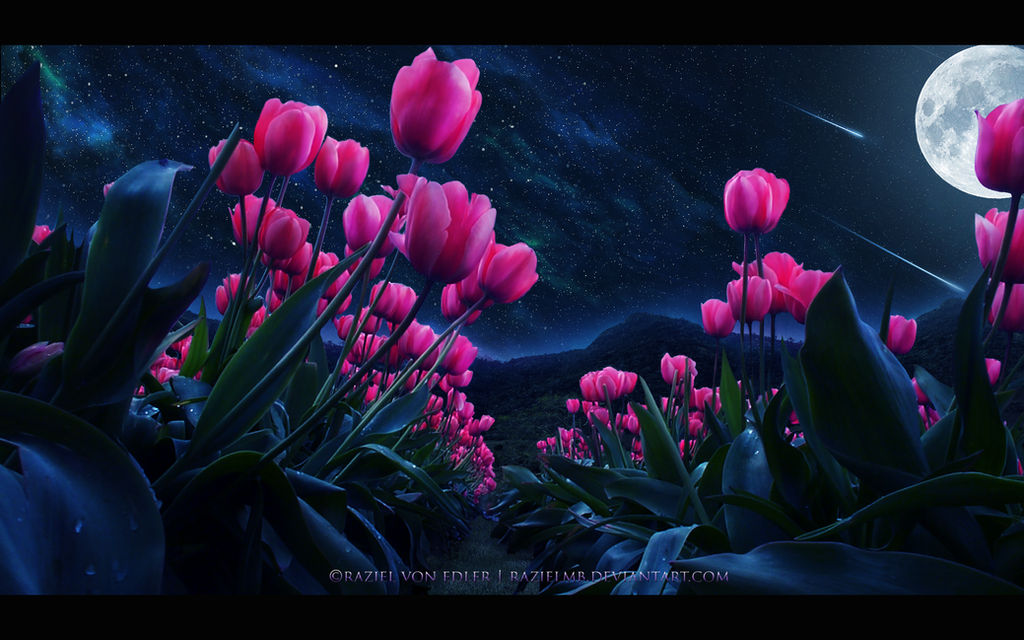 The dreamy tulips by Ellysiumn on DeviantArt