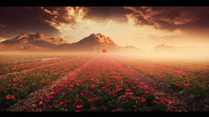 Tulips valley by Ellysiumn Tulips valley by Ellysiumn