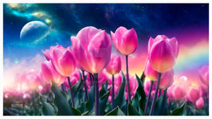 The dreamy tulips