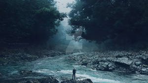 Forest in the fog