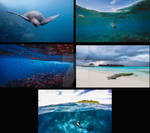 The turtle island mosaic by Ellysiumn
