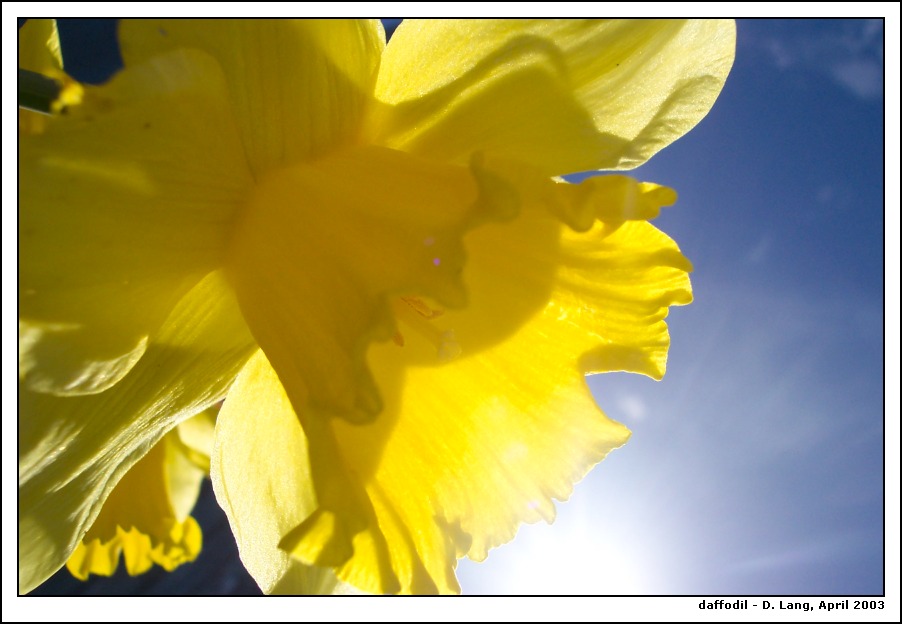 Daffodil from below