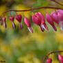 Bleeding Heart