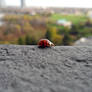 Daredevil Ladybug