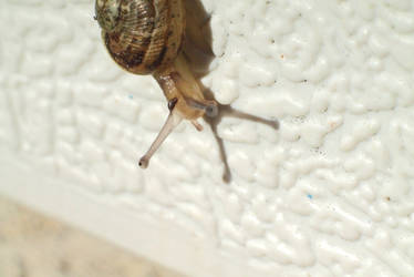 snail