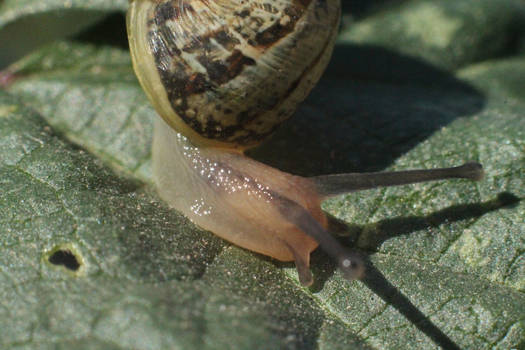 snail