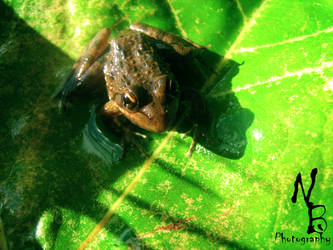 Frog 1