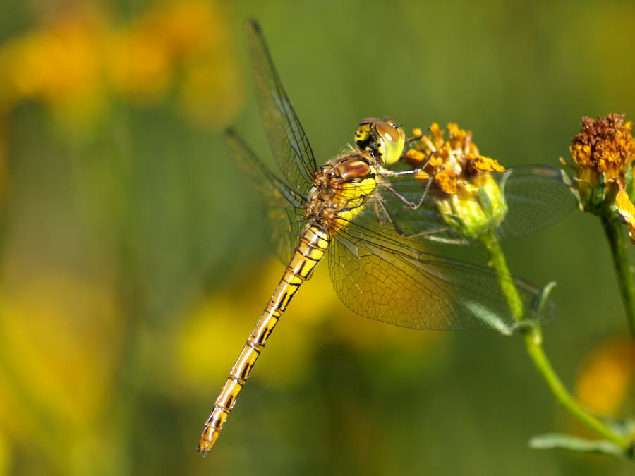 dragonfly2