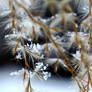 Snow Grass1