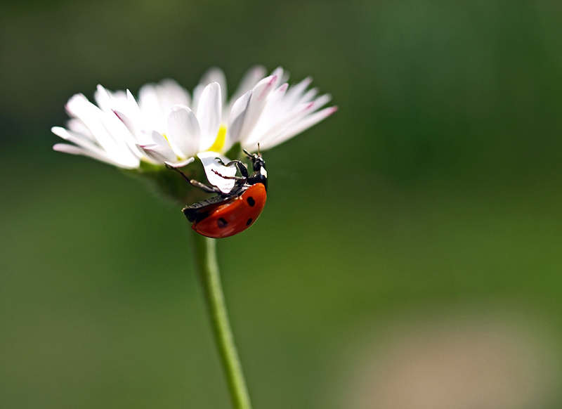 Ladybird