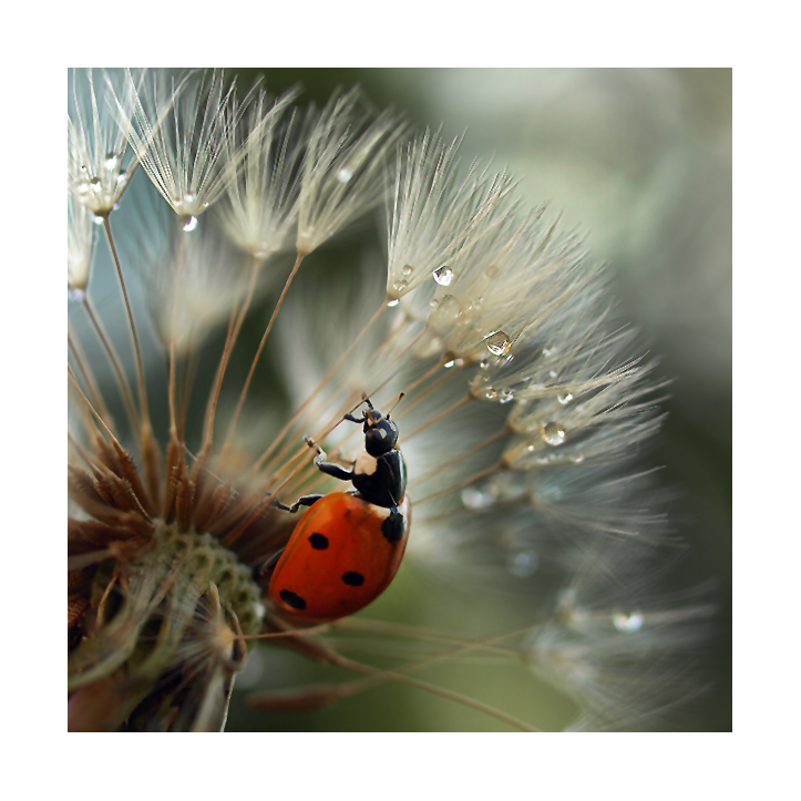 ladybird