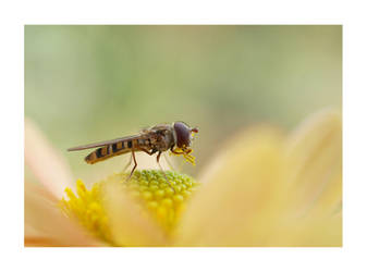 hoverfly by Bodghia