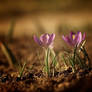 crocusses