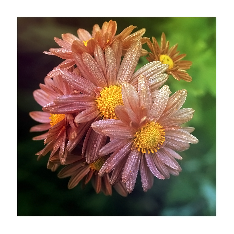 aster