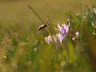 Crocus and Bee