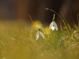 snowdrops