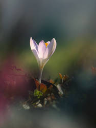 crocus