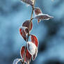 Frozen leaves