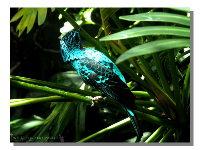 Spangled Cotinga