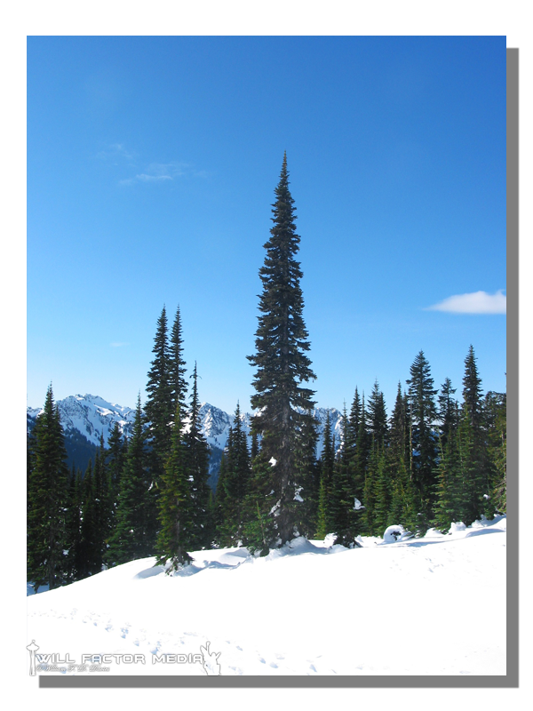 Rainier National Park