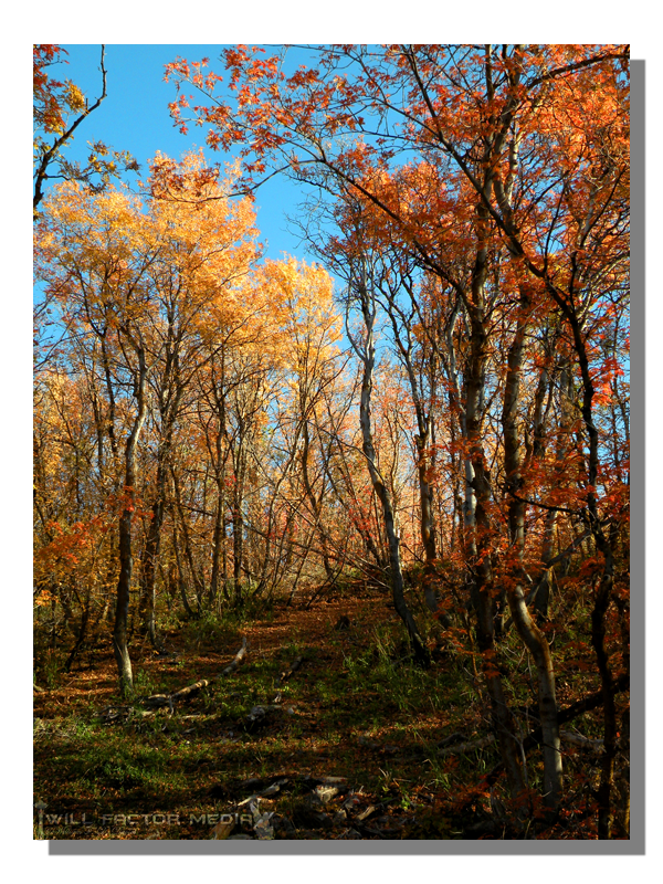 Autumn Grove at Squaw Peak