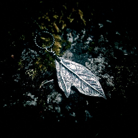 Sassafras albidum Silver Mitten Leaf~